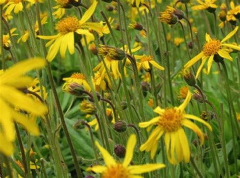 Arnica Arnica Montana Wolfs Bane Mountain Tobacco Heirloom Herb