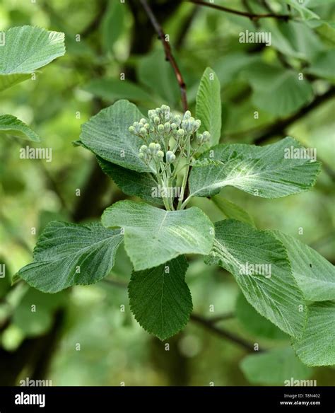 The leaves of Sorbus aria Lutescens Stock Photo - Alamy