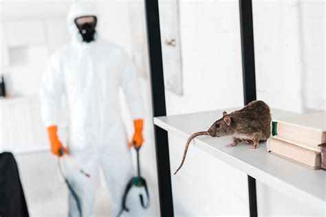 Rodents Control - Macarthur Pest Solution