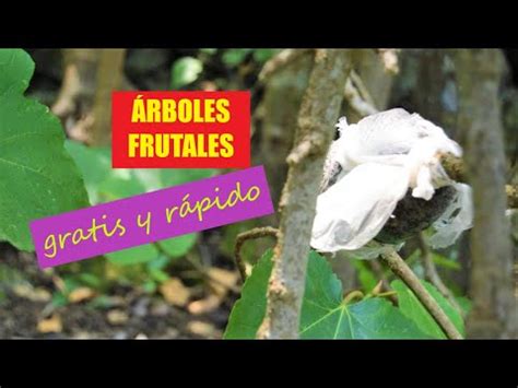 Como Hacer Acodo A Reo De Higuera Arboles Frutales Acodo En Tierra