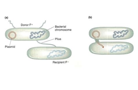 Microbiology Ch Microbial Genetics Flashcards Quizlet