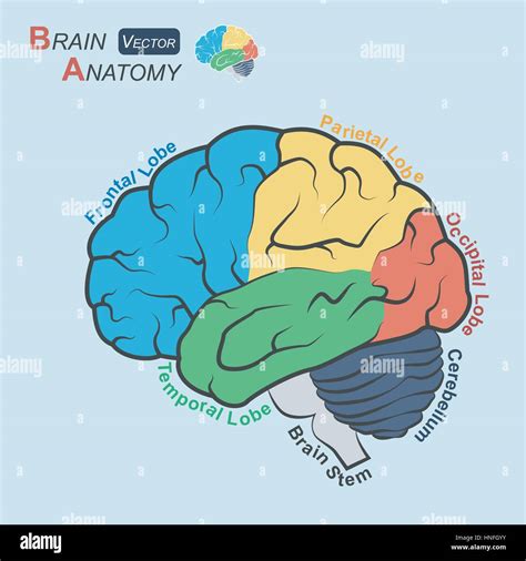 Brain Anatomy Flat Design Frontal Lobe Temporal Lobe Parietal