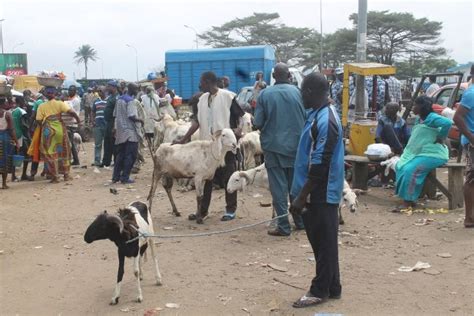 Tabaski Ambiance Dans Les Abattoirs Et Lieux De Vente De B Tail