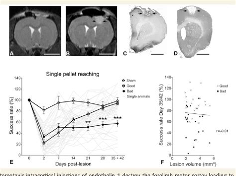 Figure From Back Seat Driving Hindlimb Corticospinal Neurons Assume