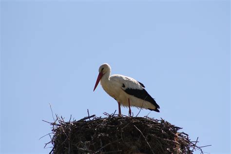 Ciconiiformes - Chris Taklis (kailor)