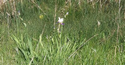 White And Purple Irises In A Swamp Album On Imgur