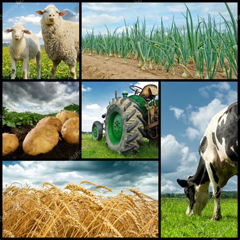 Agriculture Collage Stock Photo By ©paulgrecaud 12672600