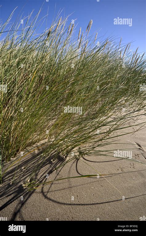 Marram grass Sand dunes Talacre beach Stock Photo - Alamy