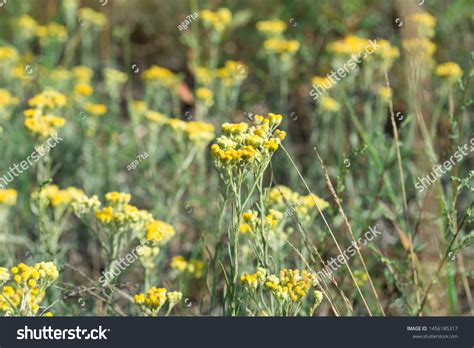 Helichrysum Arenarium Dwarf Everlast Immortelle Yellow Stock Photo