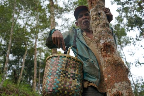 Tantangan Masyarakat Adat Tapanuli Utara Kelola Hutan Adat