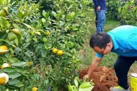 柑橘肥害补救措施，土壤肥害需用大水灌浇 酷蜜蜂