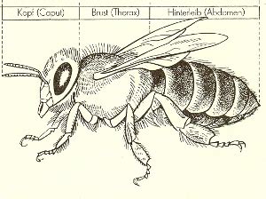 Theorie AG wichtige Informationen über Biene Körperbau Haare Kopf