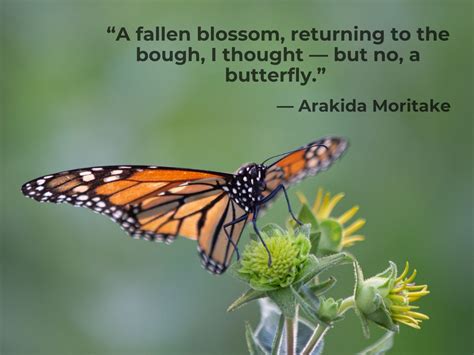 Butterfly Quotes to Celebrate Life’s Journey