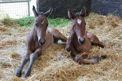 159 best Twin Foals images on Pinterest | Animal babies, Beautiful ...