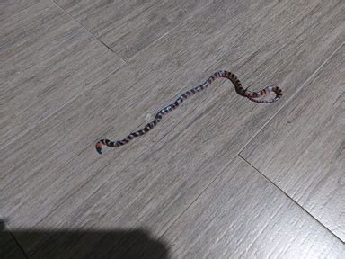 Filhote De Cobra Coral Encontrado Dentro De Resid Ncia No Bairro S O