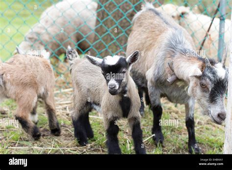 Ziegen baby Fotos und Bildmaterial in hoher Auflösung Alamy