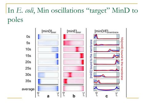 Ppt How E Coli Find Their Middle Powerpoint Presentation Free Download Id3410545