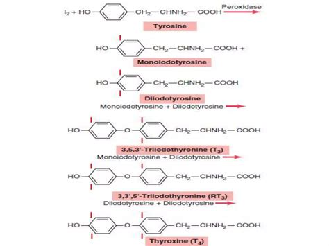 Thyroid hormone synthesis | PPT