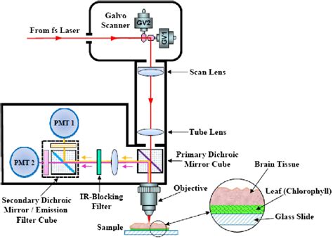 Schematic Diagram Of The Two Photon Microscopy System For The Second