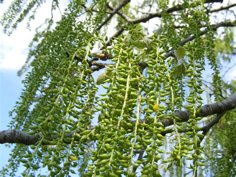 Babylonica Buds Green Salix Sepulcralis Free Image From Needpix