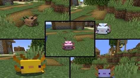 Aquí hay 5 ajolotes más raros en Minecraft y cómo conseguirlos