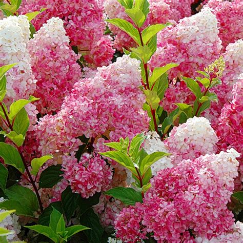 HYDRANGEA PANICULATA 'VANILLE FRAISE HORTENSJA BUK • Cena, Opinie ...