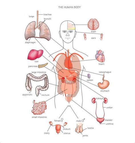 Body Organs Diagram | Template Business