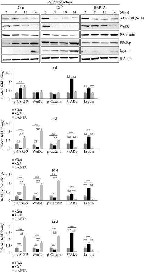 Effect Of Ca²⁺ On Adipogenic Differentiation Of Mscs H Cells Were