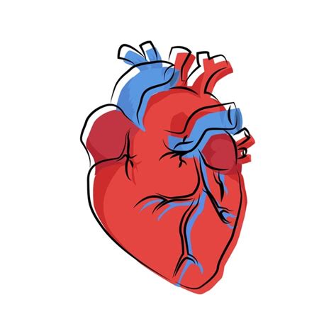 Circulatory System Anatomy, Diagram, Function, 40% OFF