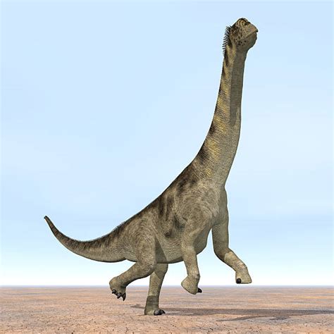 80 Camarasaurus Fotografías De Stock Fotos E Imágenes Libres De Derechos Istock