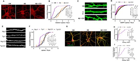 P Ntr Modulation Mitigates A Induced Loss Of Spines And Neurite