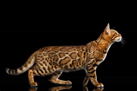 Bengal Cat Breed Profile Cat World