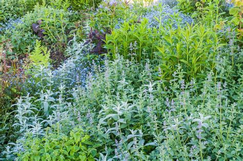 TUINENSTRUINEN ORG Natuurlijke Tuin Tuin Verticale Tuinmuur