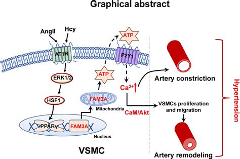 VSMC Specific Deletion Of FAM3A Attenuated Ang II Promoted Hypertension