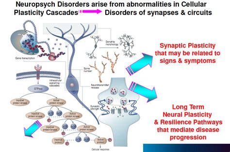 GEOSET » Short-term Synaptic Plasticity