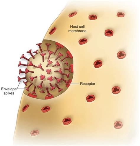 Week Viruses Flashcards Quizlet