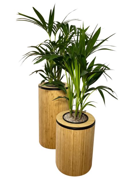 Bamboo Planter Fantastic Plants