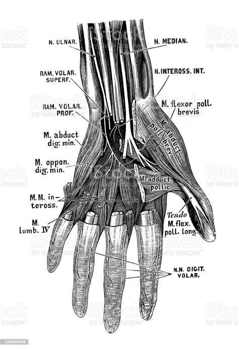 Human Anatomy Scientific Illustrations Hand Nerves Stock Illustration - Download Image Now - iStock