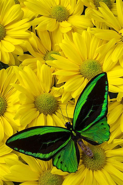 Green Butterfly On Yellow Mums Photograph By Garry Gay Fine Art America