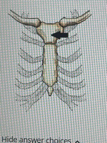 Chapter Bony Thorax Flashcards Quizlet