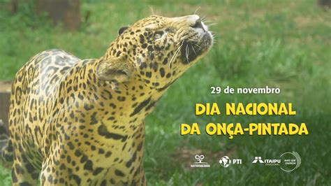 Dia Nacional da Onça Pintada conheça o programa de reprodução de