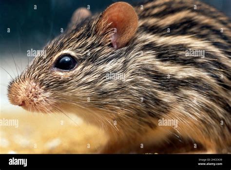 African Striped Grass Mouse Rhabdomys Pumilio Several Different