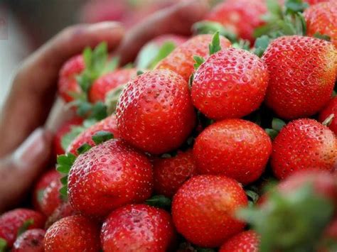 Mahabaleshwar strawberry - Wikipedia