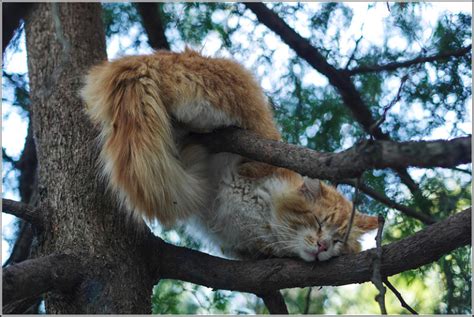 Коты прилетели | oblacco