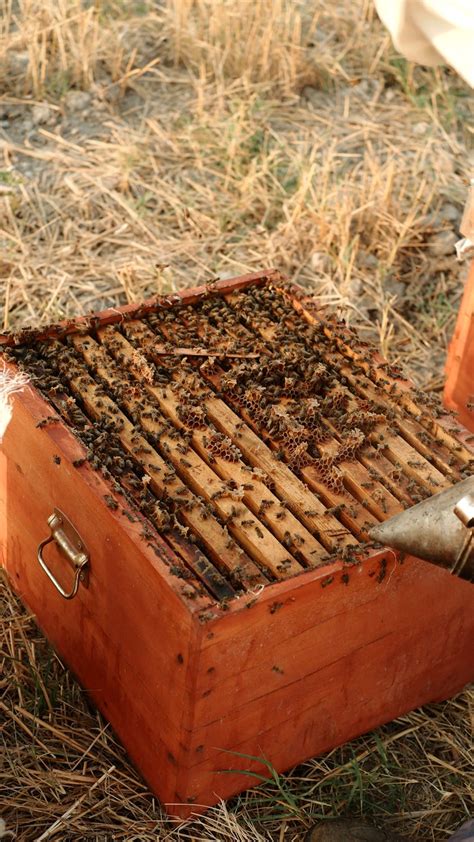 Hive In Traditional Beekeeping · Free Stock Photo