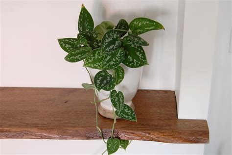 Indoor Vine Plants That Look Great In The Home