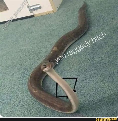 Snake_memes memes. Best Collection of funny Snake_memes pictures on iFunny