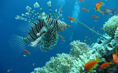 Lion Fish Coral Fish Lion Ocean Hd Wallpaper Peakpx