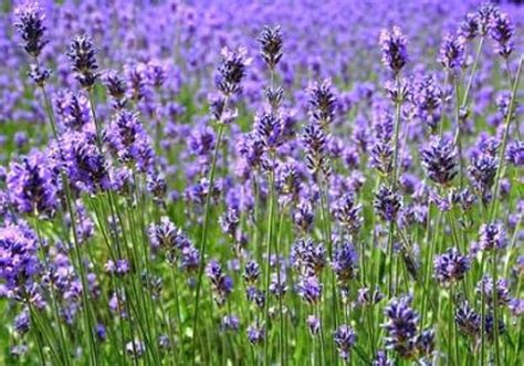 Lavender Herb Heirloom Organic Perennial 30 Seeds - Etsy