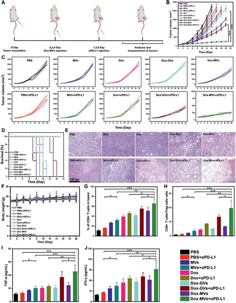 Dox‐mvs‐mediated Synergistic Chemoimmunotherapy In 4t1 Tumor‐bearing Download Scientific